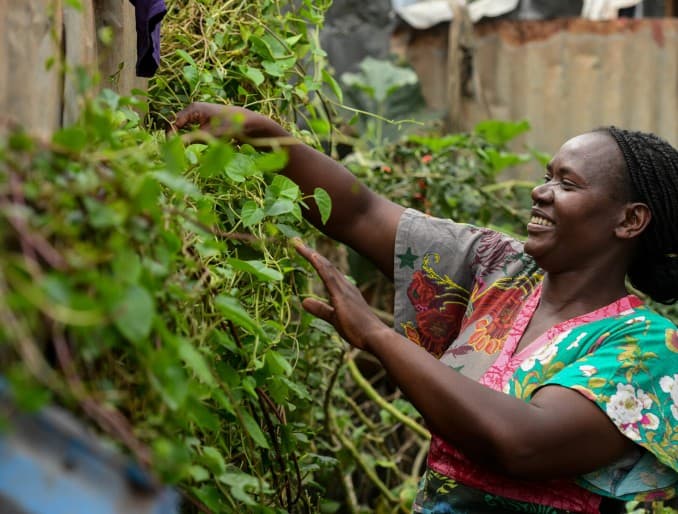 A woman tends vegetables growing on a vertical wall in a small urban garden in Nairobi